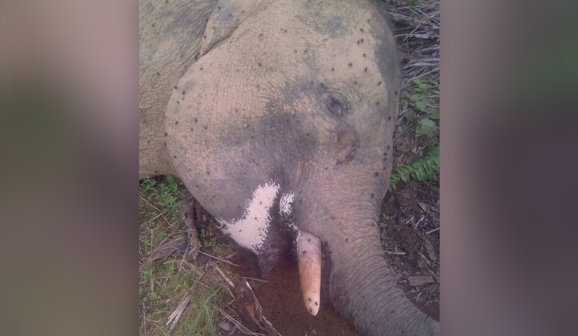 Seekor gajah jantan ditemui mati di Ulu Segama Lahad Datu dipercayai dijerat. - Foto Ihsan Jabatan Hidupan Liar Sabah