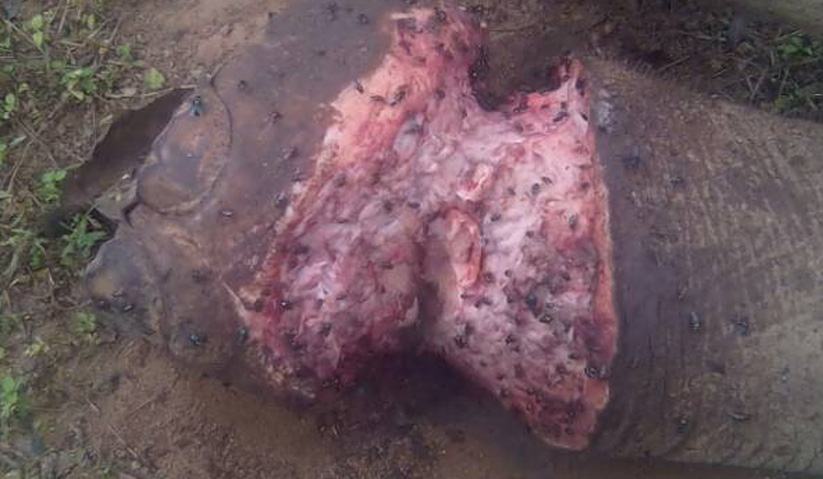 Seekor gajah jantan ditemui mati dipercayai dijerat di Ulu Segama, Lahad Datu. - Foto ihsan Jabatan Hidupan Liar Sabah