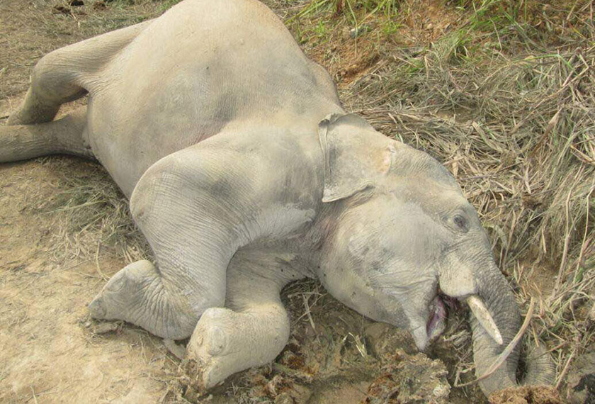 Seekor anak gajah ditemui mati di kem pembalakan terbiar di Kinabatangan di sini. - Foto ihsan JHL Sabah
