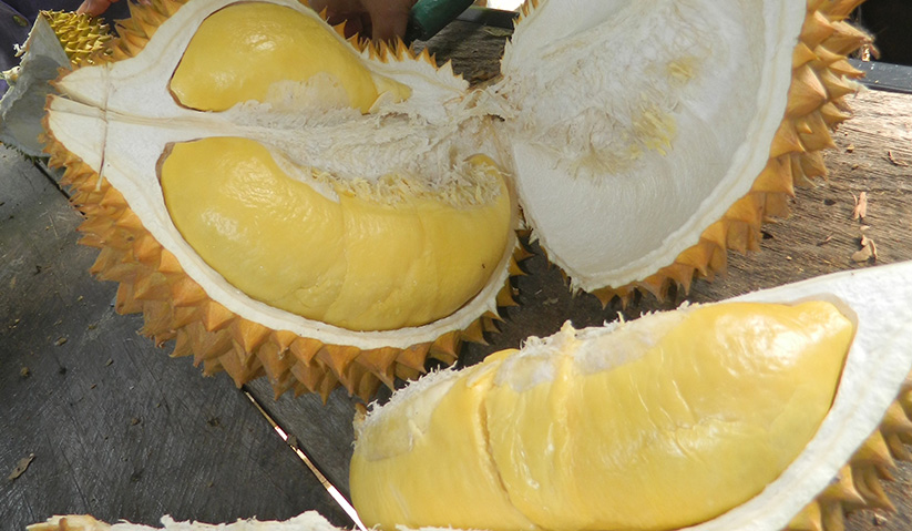 Peminat durian dinasihatkan untuk makan durian dalam kadar yang sederhana. Foto: Bernama