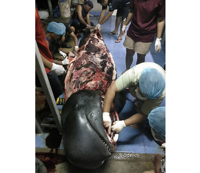 Orang ramai terkejut engan penemuan sampah-sarap dalam perut paus malang tersebut. - Reuters