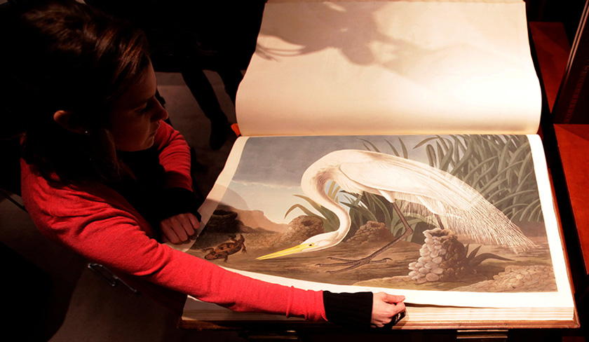 Salah satu muka surat buku 'Birds of America' yang ditunjukkan kepada media sempena acara lelongan. - Reuters