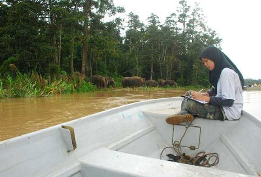 Pengarah Projek Seratu Aatai, Dr Nurzhafarina Othman berkata rakyat Malaysia terutama penduduk di Sabah perlu berbangga dengan gajah Borneo ini. - Foto Ihsan Dr Nurzhafarina