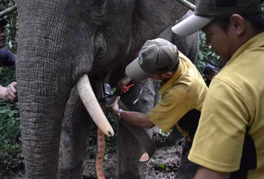 Bagaimanapun tegas Dr Zhafarina, persepsi gajah terhadap manusia juga boleh berubah jika ia diancam. - Foto Ihsan Dr Nurzhafarina