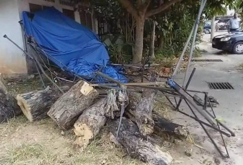 Pokok yang menghempap gerai Chok Ai Yee, 44 tahun, sehingga mengakibatkan kematiannya. - Astro AWANI