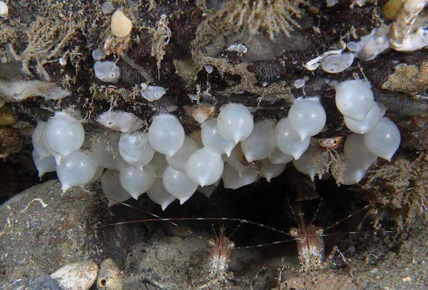 Telur yang diletakkan di bawah dan akan menetas selepas tempoh 5-9 bulan.