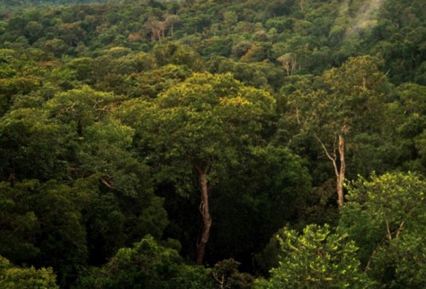 Hutan Amazon yang merupakan hutan hujan tropika terbesar di dunia menyumbang 20 peratus kepada oksigen di bumi