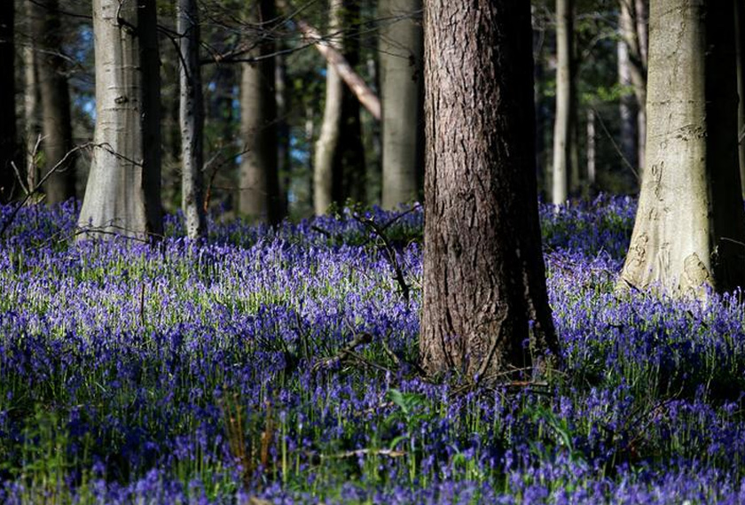 Ketika musim luruh, lantai hutan ini akan dilitupi pokok renek berbunga biru dipanggil bluebells yang begitu indah