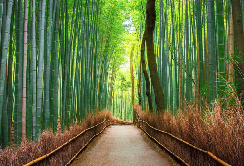 Anda disaran untuk memejamkan mata dan menikmati bunyi angin yang berdesir di celahan buluh