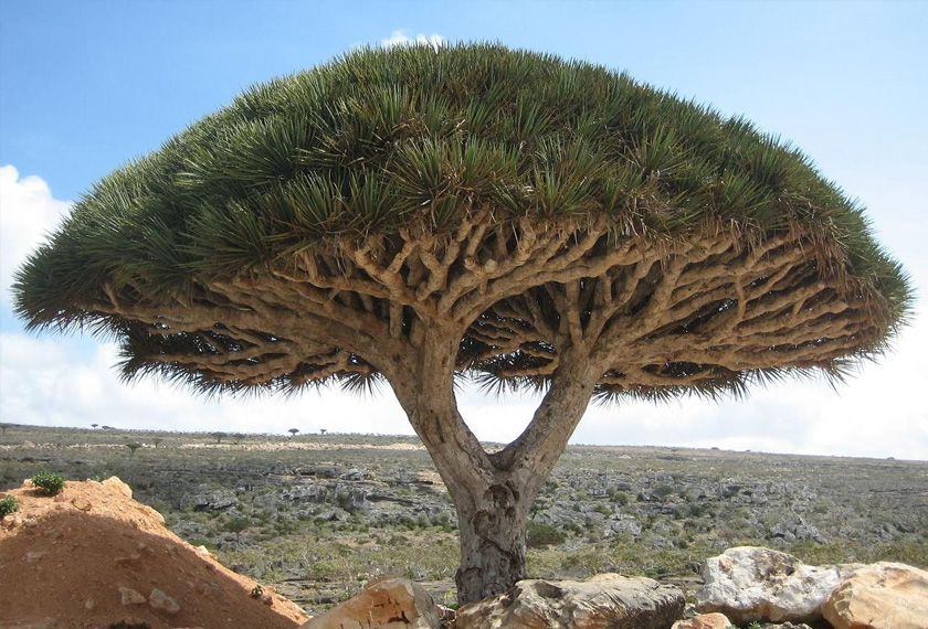 Pokok naga yang tumbuh di dalam hutan ini berbentuk seperti UFO