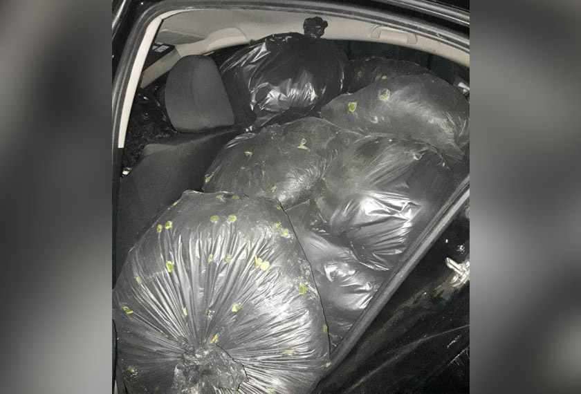 Bahagian tempat duduk belakang kereta itu sarat dengan guni berisi daun ketum.