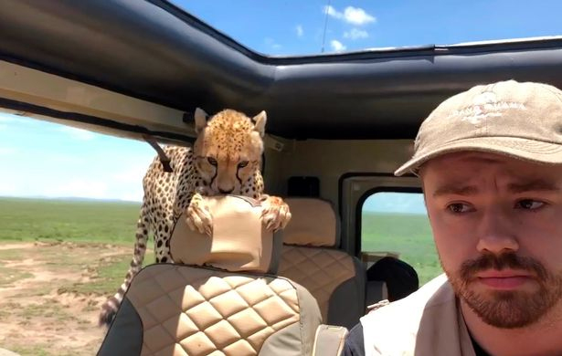Seekor cheetah tiba-tiba melompat masuk ke dalam kereta seorang pencinta safari dalam kejadian di Taman Negara Serengeti, Afrika. - Foto EJKOMO/Facebook