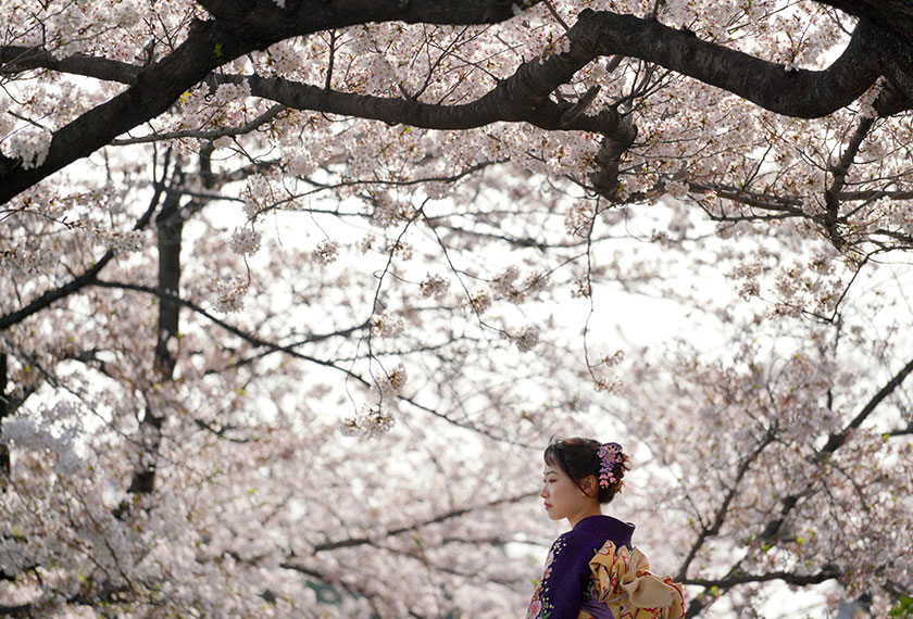 Tarikh mekar penuh bagi bunga ikonik ini hadir sembilan hari lebih awal pada tahun ini di Jepun. - Reuters