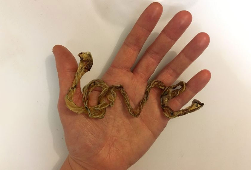 Uri Goodall juga dijadikan cenderamata sebagai tanda kenangan. - Foto Jay Woodall / SWNS.com