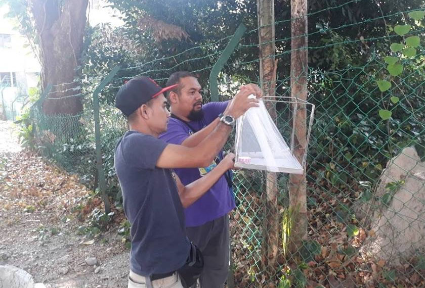 'Nyamuk gajah' menjadi salah satu kaedah kawalan biologi bagi memerangi demam Denggi - Foto Pusat Sejahtera USM