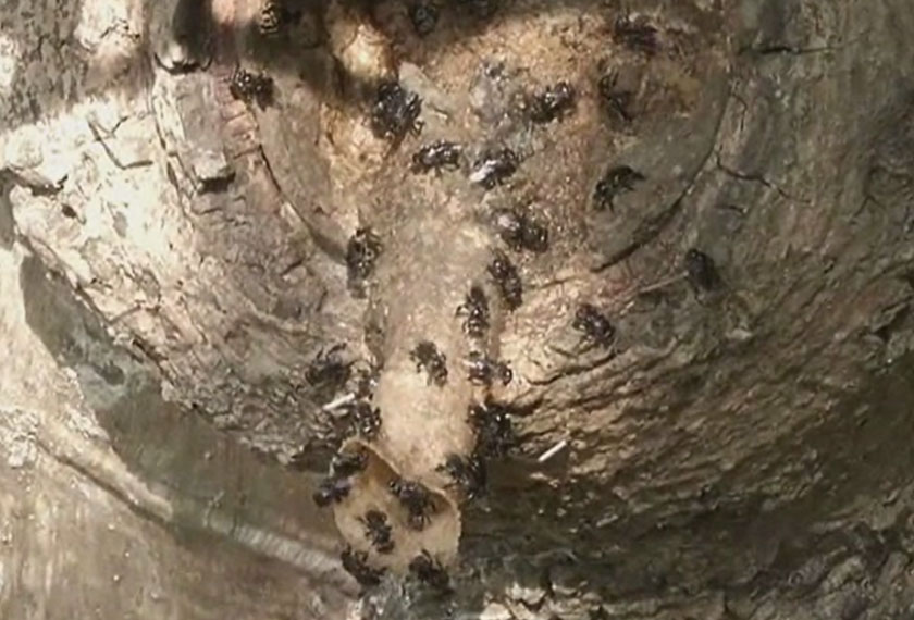 Hasil sedutan madu kelulut itu kemudiannya dipasarkan oleh penduduk. - Foto Astro AWANI/Hakim Rahman