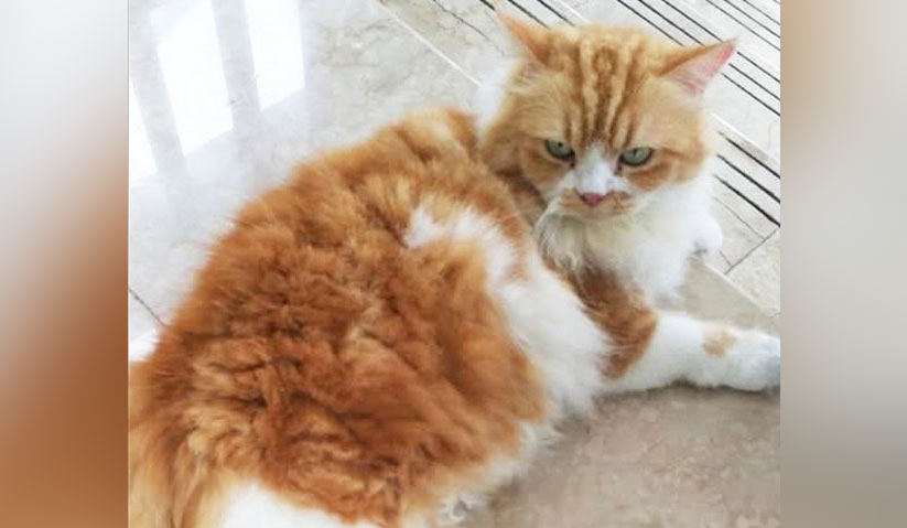 Najib sering kali berkongsi kemanjaan Kiky di media sosial.