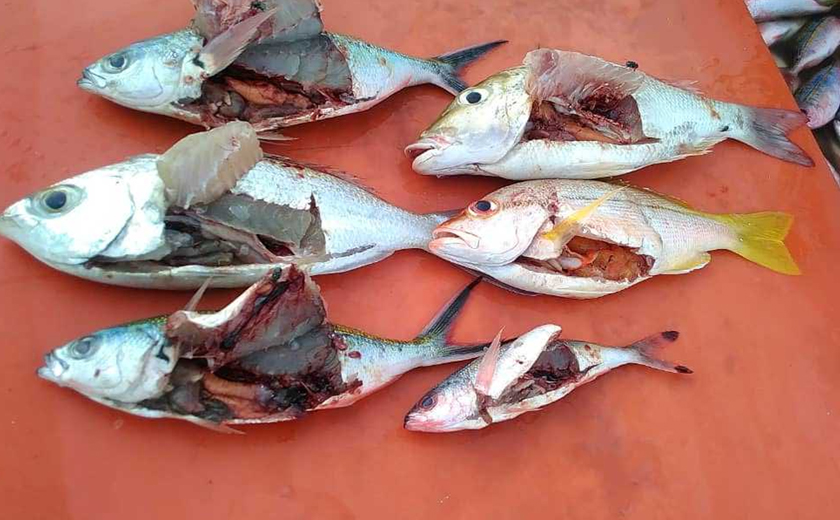 Ikan-ikan yang kelihatan hancur akibat aktiviti pengeboman ikan.