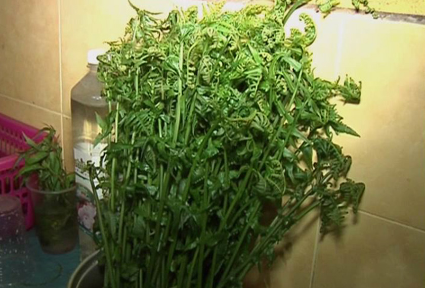 Pendapatan Nurul Hamiza daripada menjual pucuk paku yang dikutipnya hanya RM10 hingga RM20 sehari.