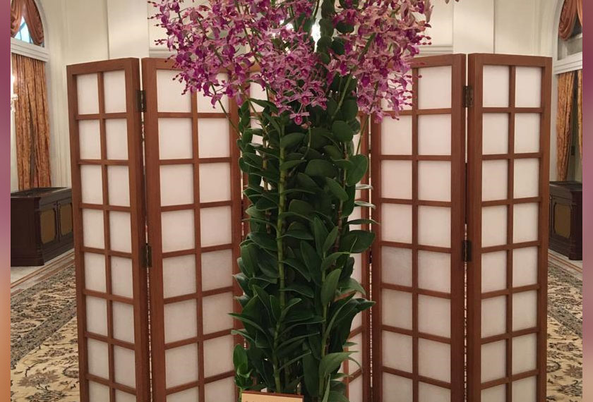 Orkid Dendrobium Mahathir Siti Hasmah - Astro AWANI/Harits Asyraf Hasnan