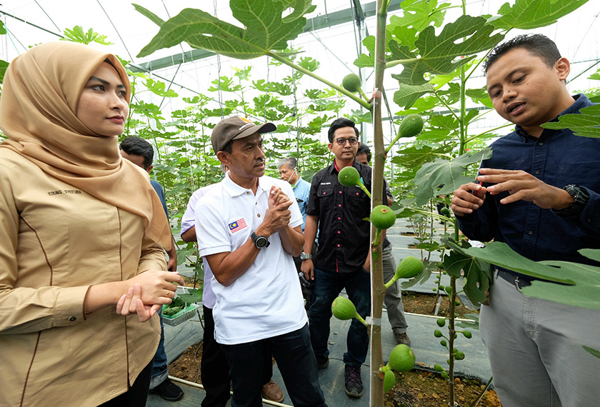 Anggota Dewan Undangan Negeri (ADUN) Ketari Young Syefura Othman (kiri) bersama Pengarah Pelancongan Pahang Datuk Idros Yahya (dua, kiri) mendengar penerangan daripada Ketua Pegawai Eksekutif Benefigs Mohamad Hafidz Arifin (kanan) ketika hadir pada Pelancaran Musim Menuai Buah Tin Benefigs, di Kampung Janda Baik hari ini. - Bernama