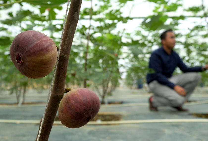 Siapa sangka tanaman yang berasal dari benua Asia Barat berjaya disuburkan di negara ini. - Bernama