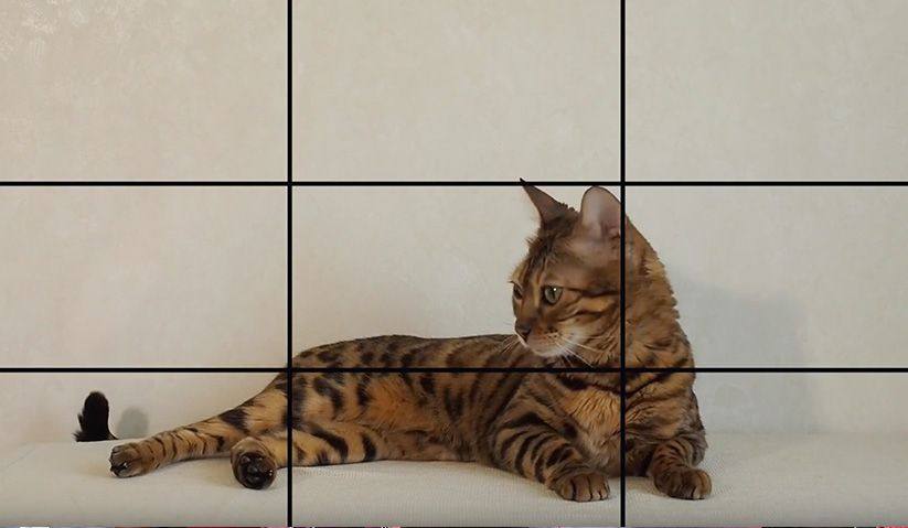 #MataKantaAWANI Tema Minggu Ini : KUCING