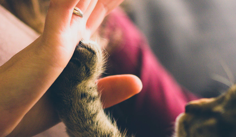 #MataKantaAWANI Tema Minggu Ini : KUCING