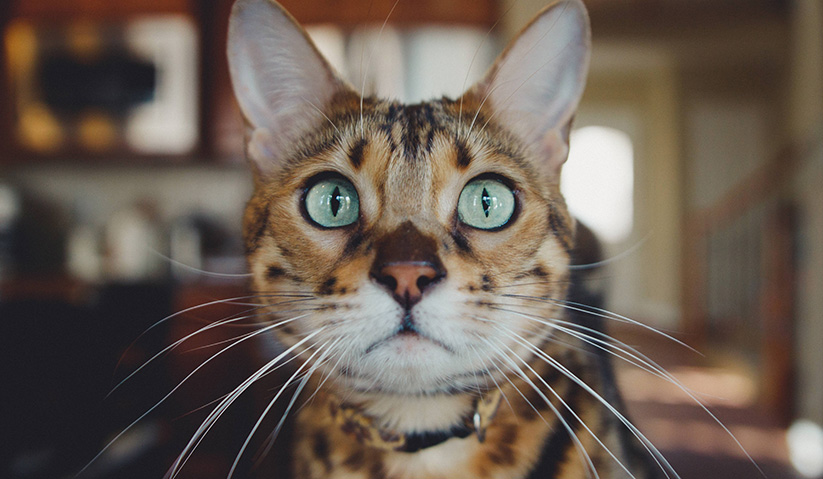 #MataKantaAWANI Tema Minggu Ini : KUCING