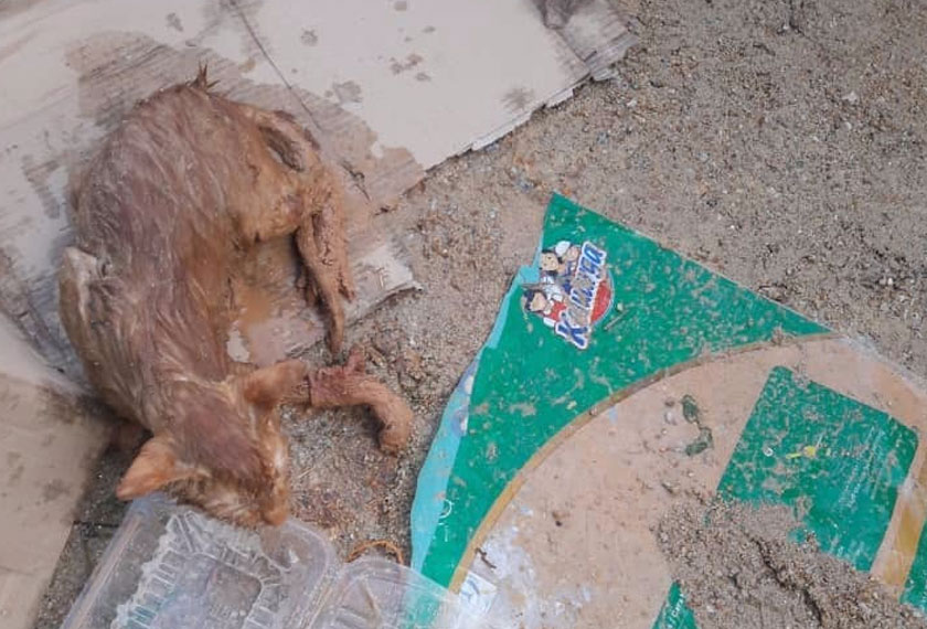 Kucing yang diselamatkan pasukan SAR kelihatan lemah.