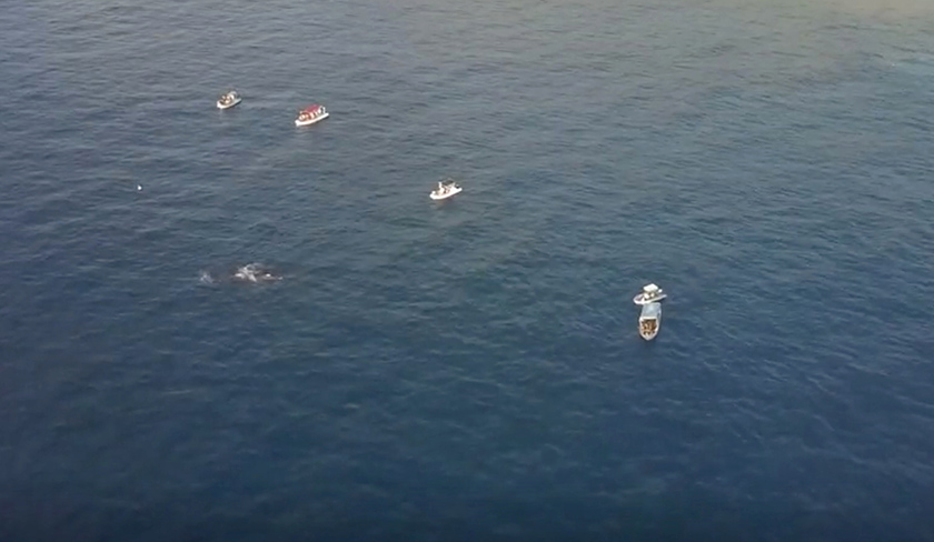 Beberapa buah bot pelancong yang menyediakan pakejmenyelam bersama paus dilihat di perairan Pulau Reunion. - Reuters