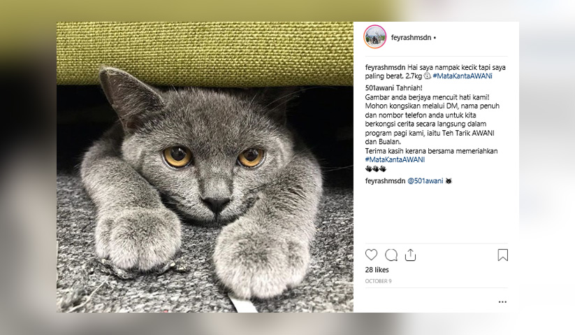 #MataKantaAWANI : Kucing