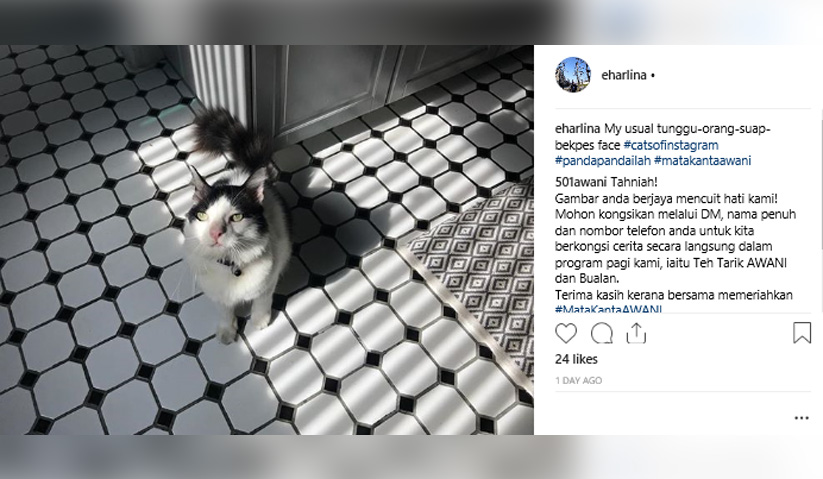 #MataKantaAWANI : Kucing