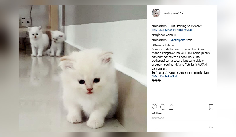 #MataKantaAWANI : Kucing