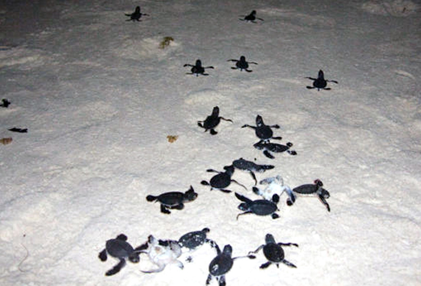 Anak penyu dilepaskan semula ke laut selepas menetas di Chagar Hutang, Pulau Redang di sini, baru-baru ini.