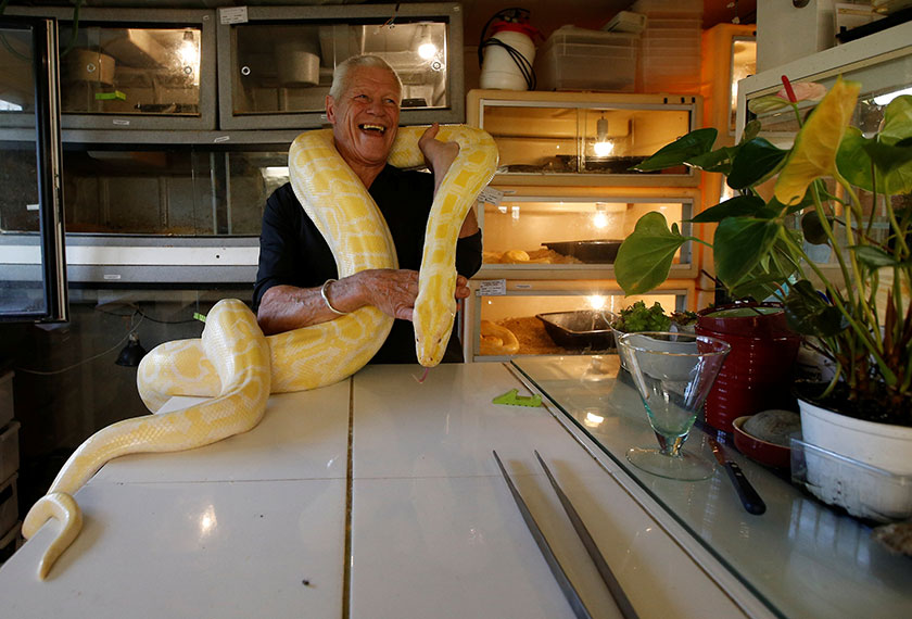 Ular sawa jenis albino sebesar ini pasti menjadi igauan bagi sesetengah orang. - Reuters