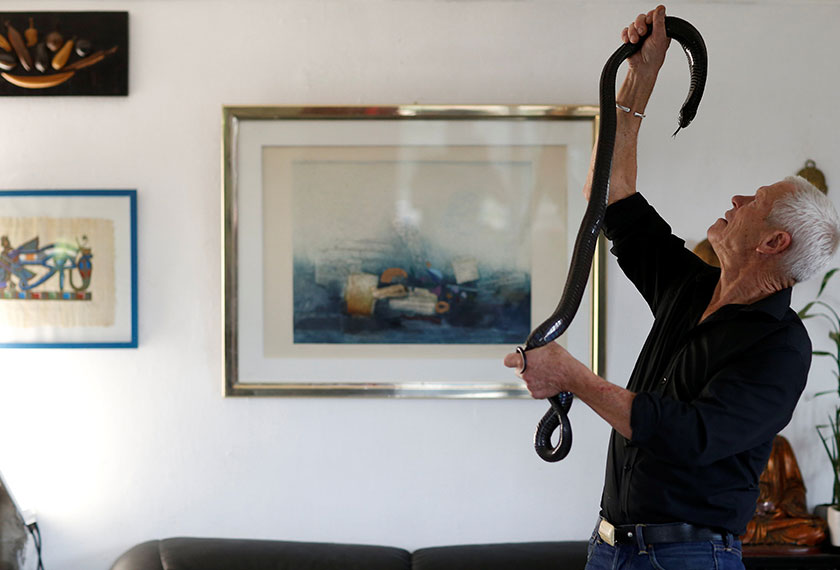 Ular ibarat teman baik Gillet, yang memang mencintai pelbagai jenis reptilia. - Reuters