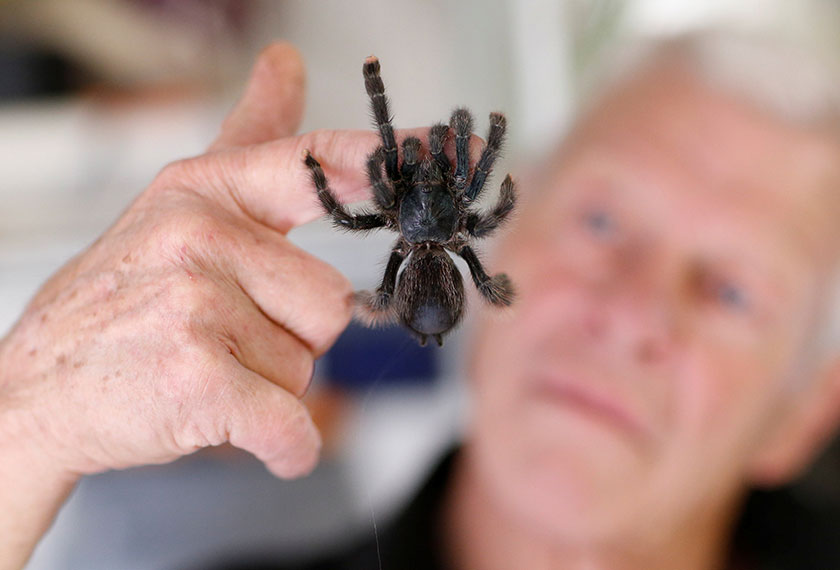 Tarantula mungkin dianggap makhluk yang membawa fobia bagi penggerunnya! - Reuters