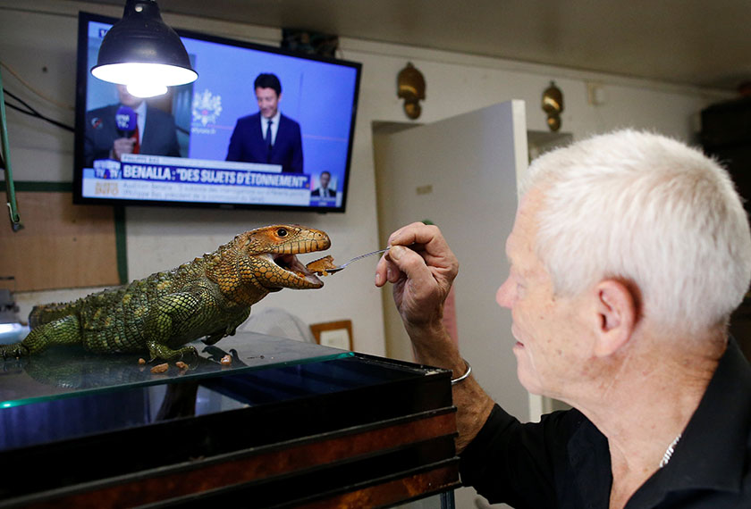 Gillet menonton televisyen sambil menyuap salah seekor reptilia kesayangannya. - Reuters