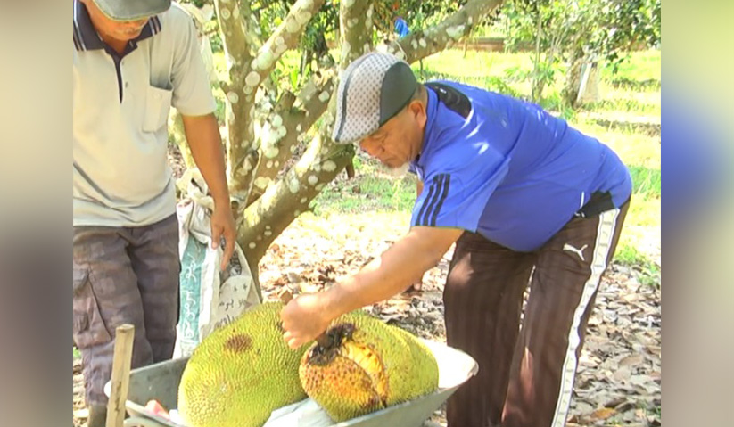 Tanaman nangka madu dikatakan mudah diusahakan dan dijaga, selain mengeluarkan hasil dengan cepat. - Astro AWANI