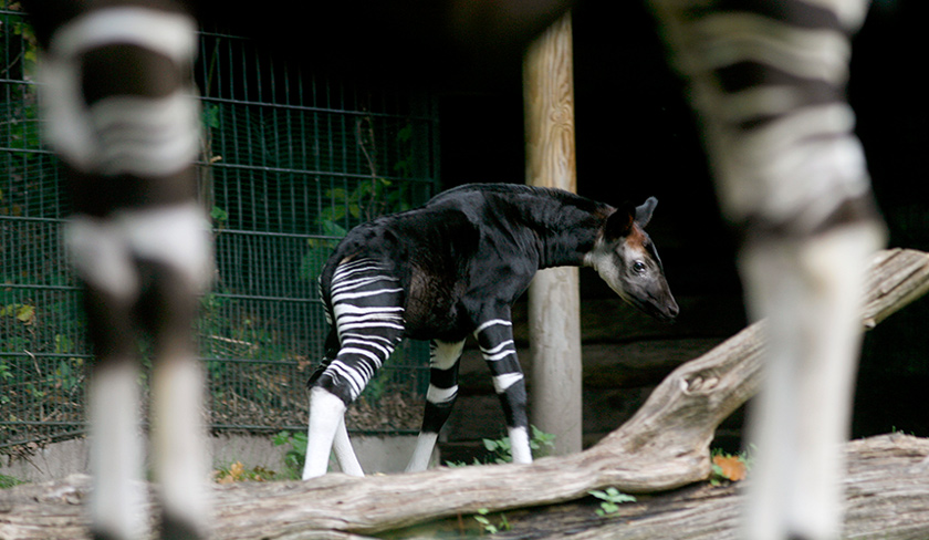 Okapi merupakan spesies terancam yang mewarisi ciri gabungan zirafah dan kuda belang.