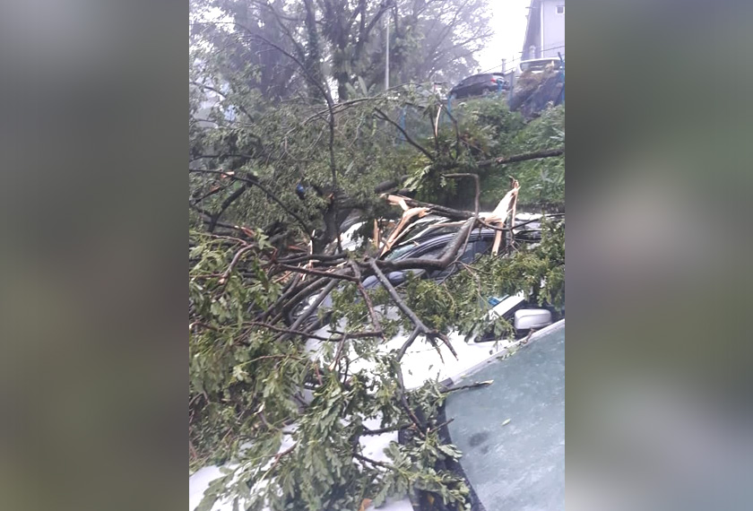 Pokok besar menghempap deretan kereta di kawasan parkir di ibu negara. - Media sosial