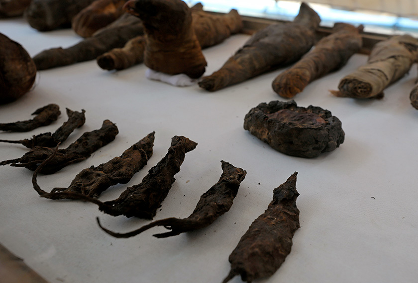Antara mumia haiwan berupa tikus dan burung yang dikeluarkan dari makam Tutu. - Reuters