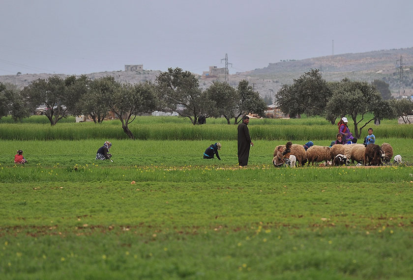Abu Bilal, 52 (empat, kiri), memerhati kambing ternakan dan beberapa orang rakannya bercucuk tanam di kem Al Aghedad, kota Talul Kamarah