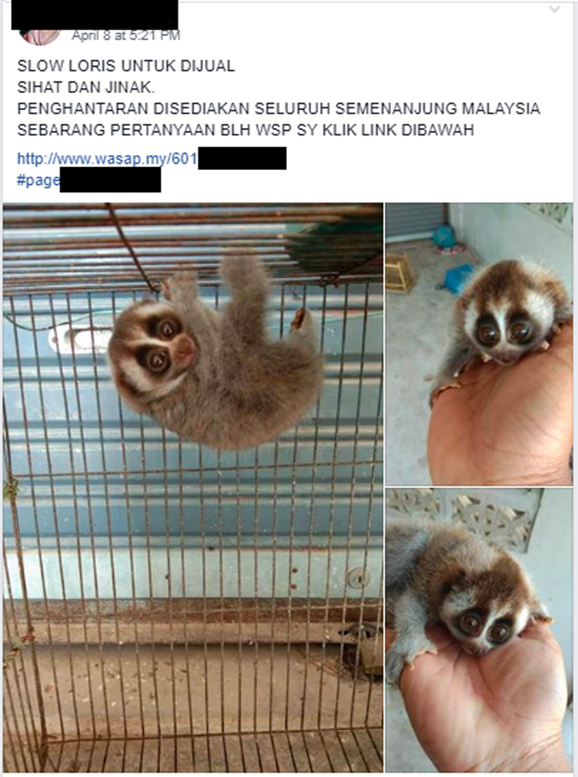 Iklan jualan kongkang di Facebook yang dibuat secara terbuka (posting bertarikh 8 April 2019 dan 19 April 2019), malah jualan secara borong juga disediakan!