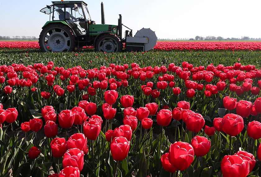 Pandangan seperti ini menjadikan Netherlands sebagai destinasi impian ramai pelancong. - Reuters