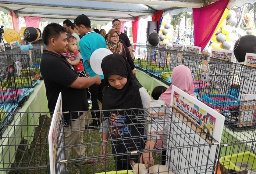 Orang ramai bermesra dengan kucing-kucing sebelum membawanya pulang.