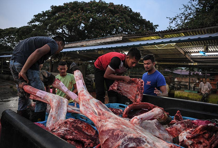 Muhammad Aiman (kanan) sedang melihat pekerja-pekerjanya membahagikan daging dan tulang ke dalam tong sebelum dihantar kepada peraih-peraih daging di pasar di sekitar Alor Setar dan Jitra ketika ditemui di kadangnya di Kampung Putat, Jalan Kodiang. - Bernama