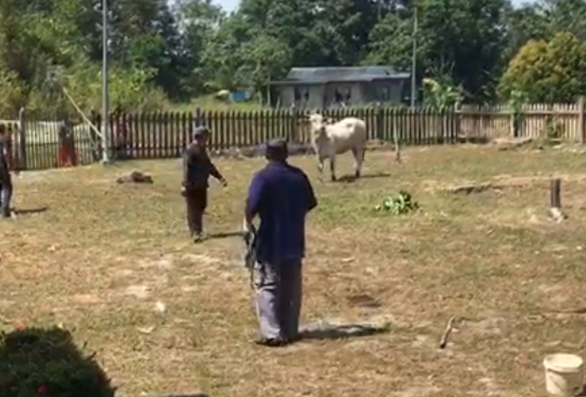 Suasana riuh selepas seekor lembu korban terlepas tali di pekarangan Masjid Al Ansar Kampung Selalang, Sarikei.