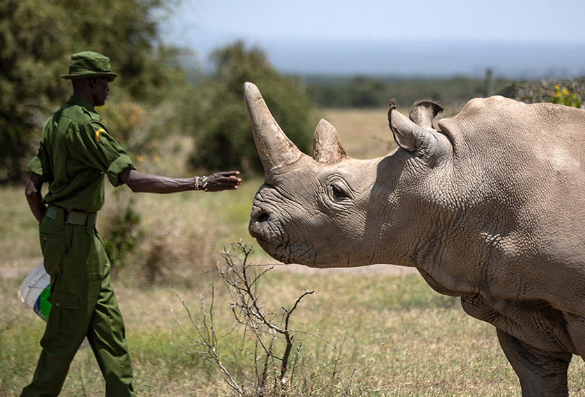 Sebanyak 10 ovum yang dikeluarkan akan dihantar ke Itali bagi proses persenyawaan dan akan digunakan untuk melahirkan semula spesis itu melalui haiwan pengganti. Foto: AP